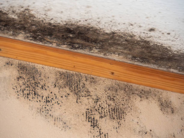 Best Residential Mold Inspection & Testing  in Middletown, VA
